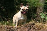 BOULEDOGUE FRANCAIS 1287